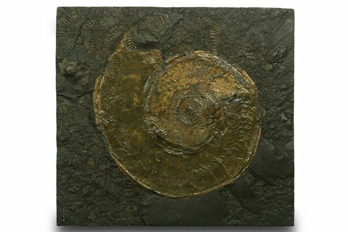 Fossil Ammonite (Harpoceras) - Posidonia Shale, Germany #377992
